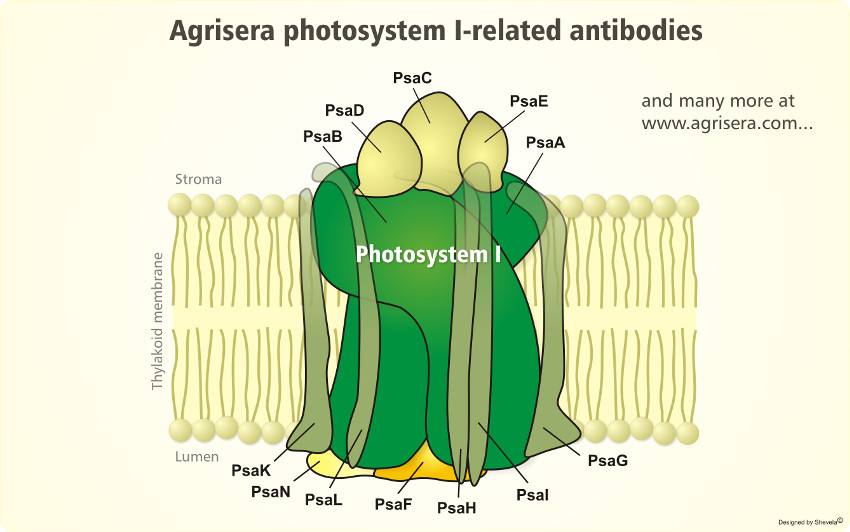 Agrisera Photosystem I Antibodies